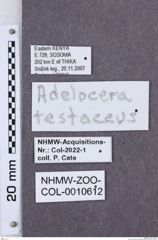 Etikette zu Adelocera testaceus (NHMW-ZOO-COL-0010612)